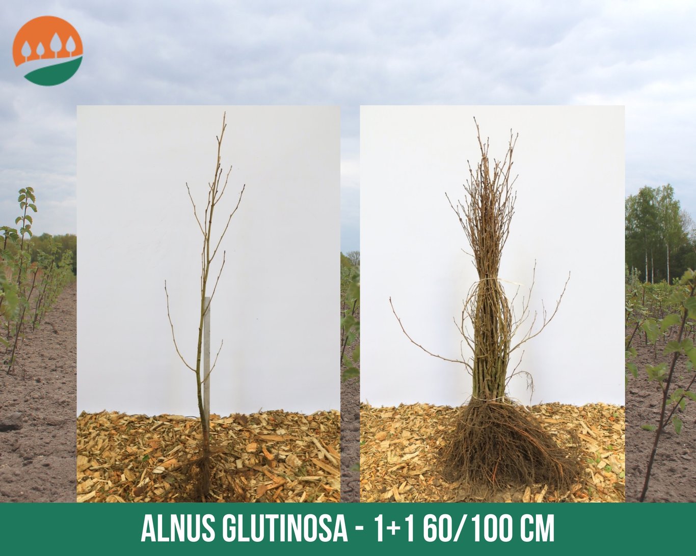 Alnus glutinosa - 60-100 CM bare root 1/1